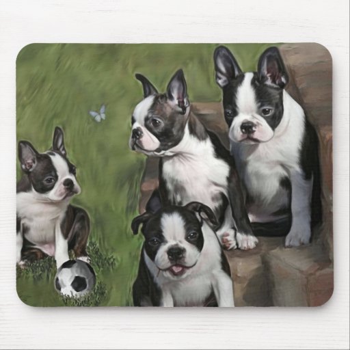 Boston Terriervalpar Mus Matta