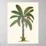 Botanisk bananTree Affischer