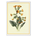 Botanisk illustration "för gullviva" hälsningskort