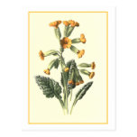 Botanisk illustration "för gullviva" vykort