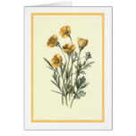 Botanisk illustration "för lökformig Crowfoot" Hälsnings Kort