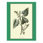 Botanisk illustration "för svart Bryony" Vykort