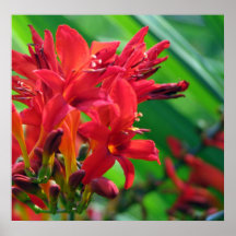 Botaniskt Affisch