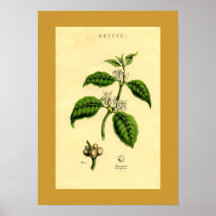 Botaniskt tryck för antik kaffeväxt affisch