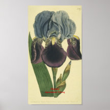 Botaniskt tryck för blåttIris Posters