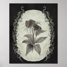 Botaniskt tryck för svart fladdermössväxt posters