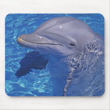 Bottlenosed delfin, Tursiops Truncatus Musmattor