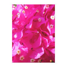 Bougainvillea Canvastryck