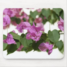 Bougainvillea Mus Matta