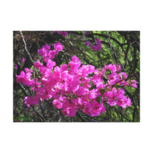 Bougainvillea Sträckta Canvas Tryck