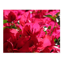 Bougainvillea Vykort