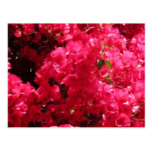 Bougainvillea Vykort