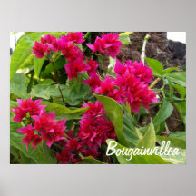 Bougainvilleaaffisch