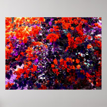 Bougainvilleaaffischen