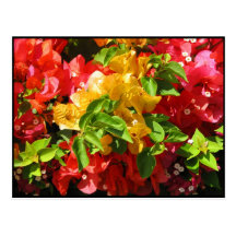 Bougainvilleablommar Vykort