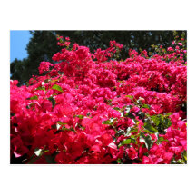 Bougainvilleafält Vykort