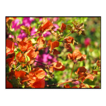 Bougainvilleagrenar Vykort