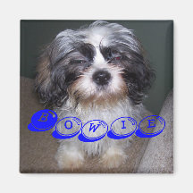 Bowie den luddiga magneten för Shih Tzu valphund Kylskåpsnagnet