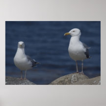 Bra befjädrat vänkonsttryck print