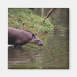 Brasiliansk Tapir (Tapirusterrestris) Magneter