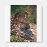 Brasiliansk tapir, ung kalv magnet för kylskåp
