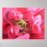 Breadseed vallmo - papaver - somniferum posters