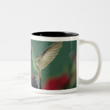 Bred-fakturerad Hummingbird, Cynanthus Muggar