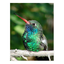 Bred-fakturerad Hummingbird Vykort