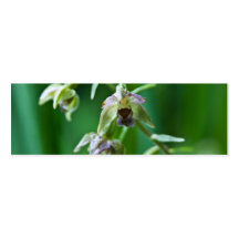 Bred-Leaved Helleborine Visitkort