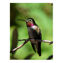 Bred-tailed Hummingbird Vykort