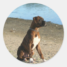 Brindle boxarevalpklistermärkear