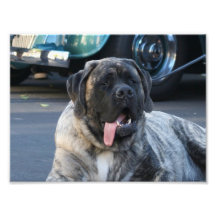 Brindle Mastiffhund Fototryck