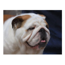 Brittisk bulldogg vykort