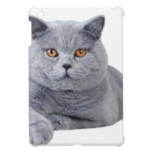 Brittisk shorthairkatt