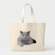 Brittisk shorthairkatt kassar