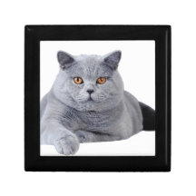 Brittisk shorthairkatt minnessakar