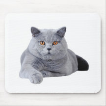 Brittisk shorthairkatt mus matta