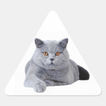 Brittisk shorthairkatt triangle stickers