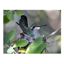 Broadbilled bygga bo för Hummingbird Vykort