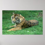 Brun affisch för sitta för tiger för pälssvartrand