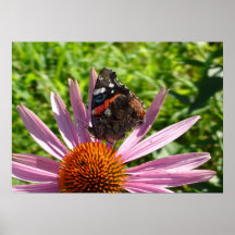 Brun fjäril och rosa daisy affischer