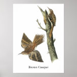 Brun ranka, John Audubon Affischer