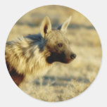 Bruna hyenadjurlivklistermärkear