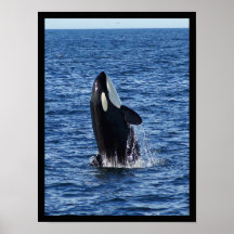 Bryta igenom affischen för Orca (späckhuggare)
