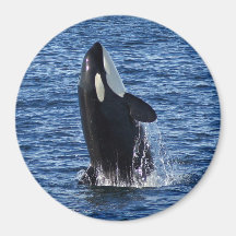 Bryta igenom magneten för Orca (späckhuggare) Magneter