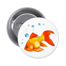 Bubblar guldfisken knapp