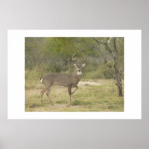 Buck. Print