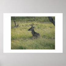 Buck. Print