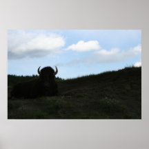 Buffallo Affischer