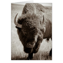 Buffel Kort